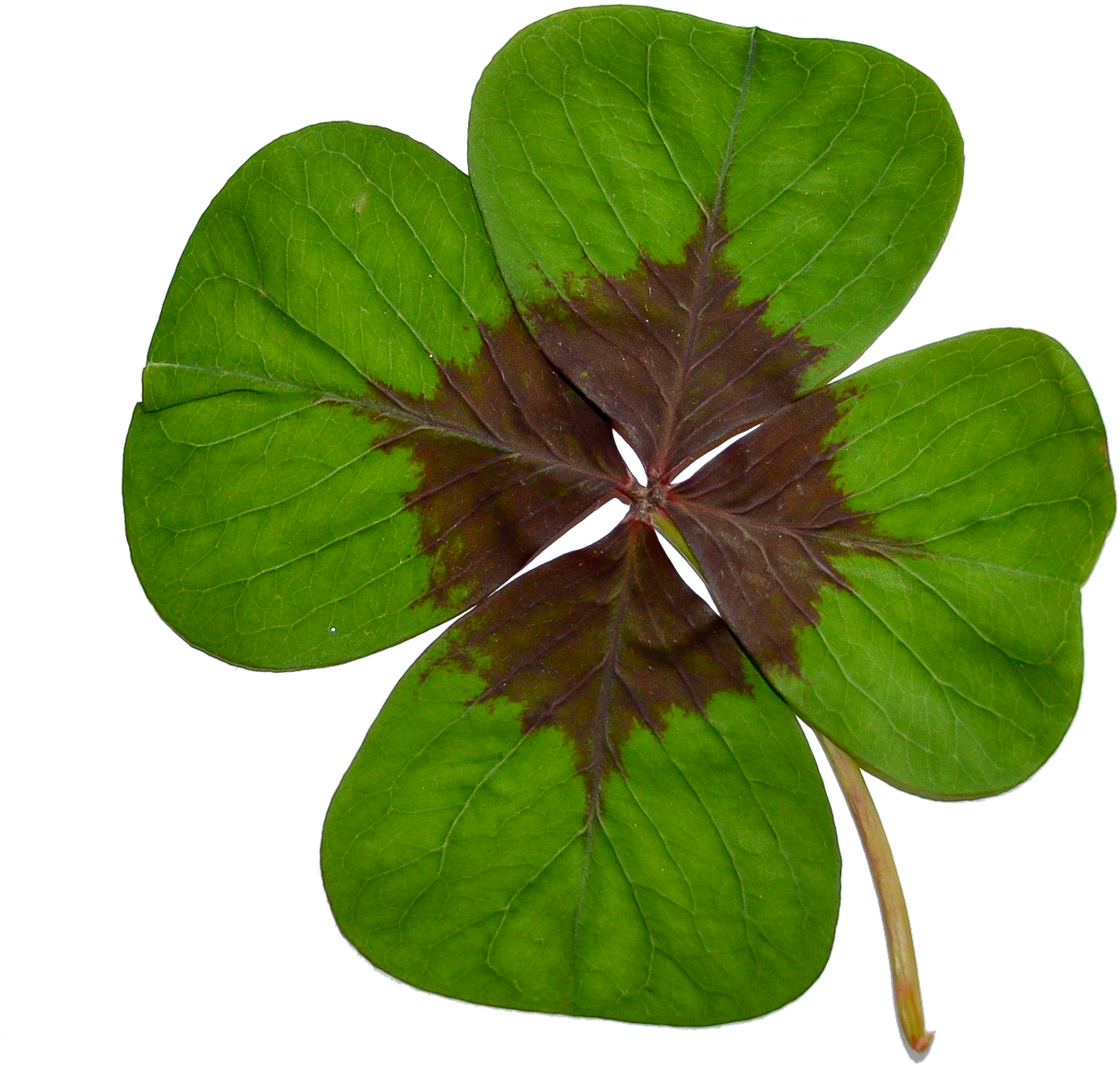 Four-leaf Clover Luck Green - Klavertje Vier Png (1265x1280), Png Download