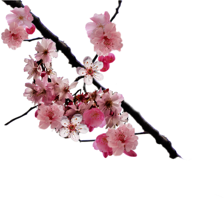 Cherry Blossom Branch Png By Doloresminette - Cherry Blossom Scented Omega-3 Hemp Body Lotion By (900x675), Png Download