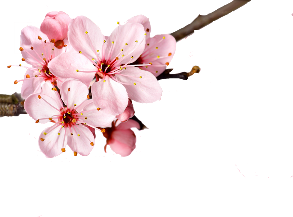 Cherry Blossom Flower Petal - Memoir Of Jane Austen (unabridged) - Audiobook (948x705), Png Download