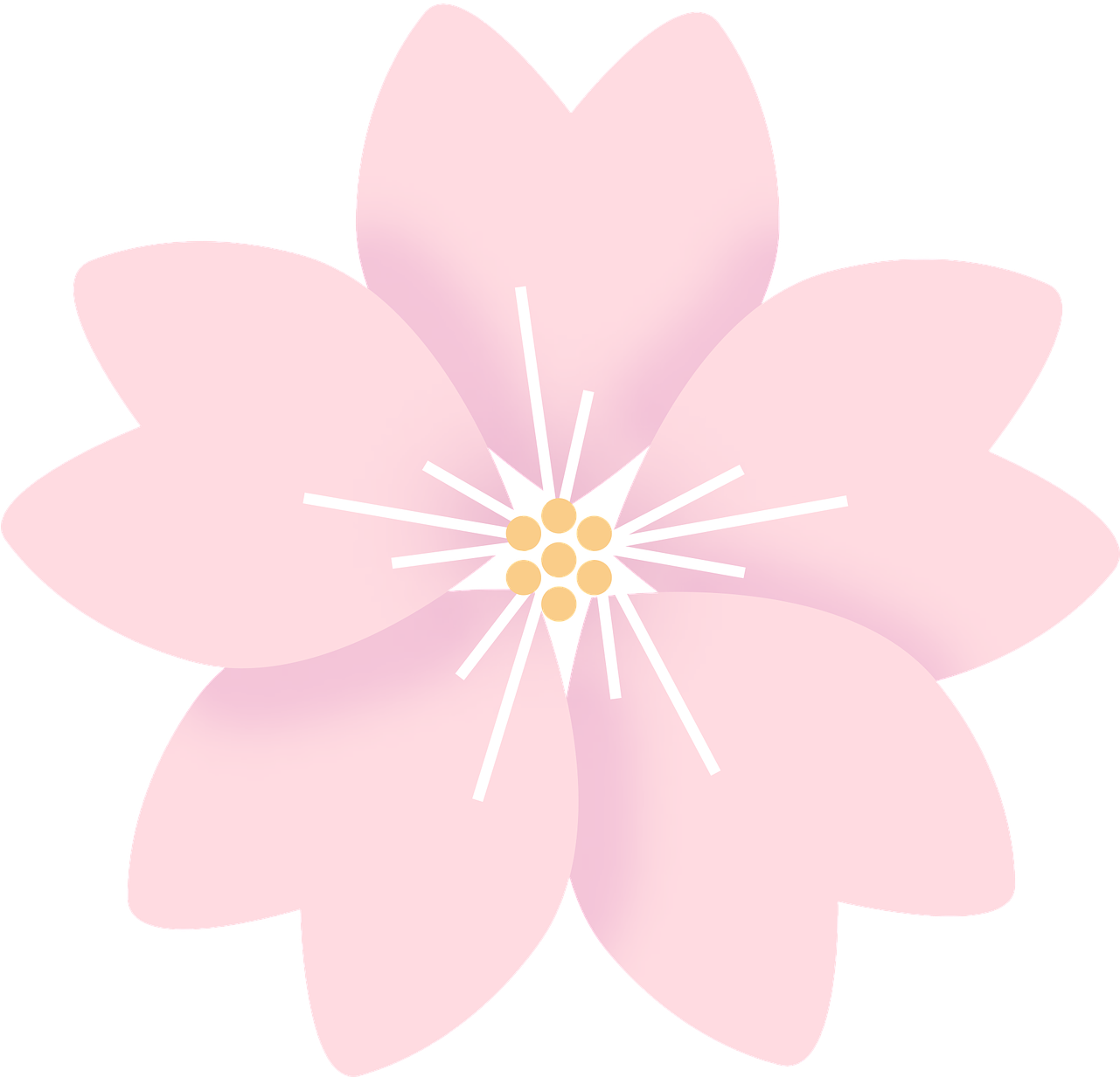 Flowers Cherry Blossom Sakura - Цветок Сакуры Пнг (1280x1280), Png Download