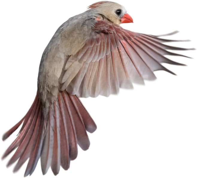 Therapy Services Gender Sexuality Issues Male Female - Laguna Seca Ranch (721x653), Png Download