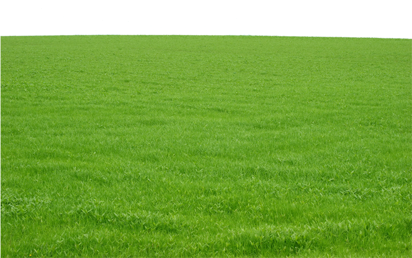 Download Green Grass Png Image Free Download Photo Field Of Grass Png Image With No Background Pngkey Com Download Green Grass Png Image Free Download Photo Field Of Grass Png Image With No Background Pngkey Com