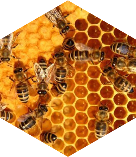 Bee Hives Pictures - Australian Corporate Governance - Book (471x544), Png Download