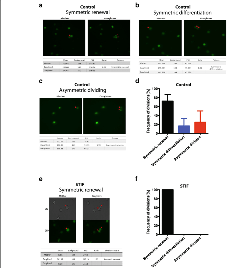 Cytokines/growth Factors Affect The Division Pattern - Common Fig (850x865), Png Download