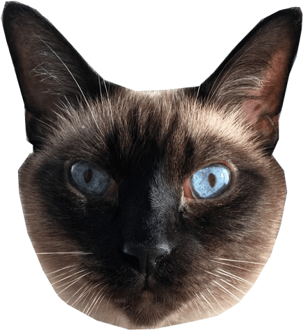 Find Adoptable Cats In Your Area - Siamese (442x486), Png Download