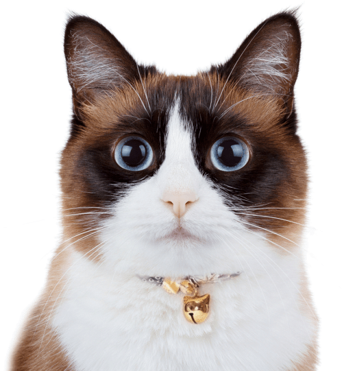 Snowshoe - Snowshoe Cat (560x550), Png Download