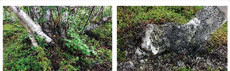 Left Establishment Of Individual Multi Stemmed Mountain - Moss (744x231), Png Download