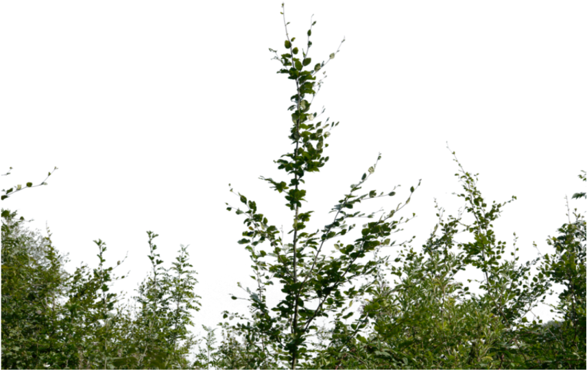 Bushes Png (1024x1024), Png Download