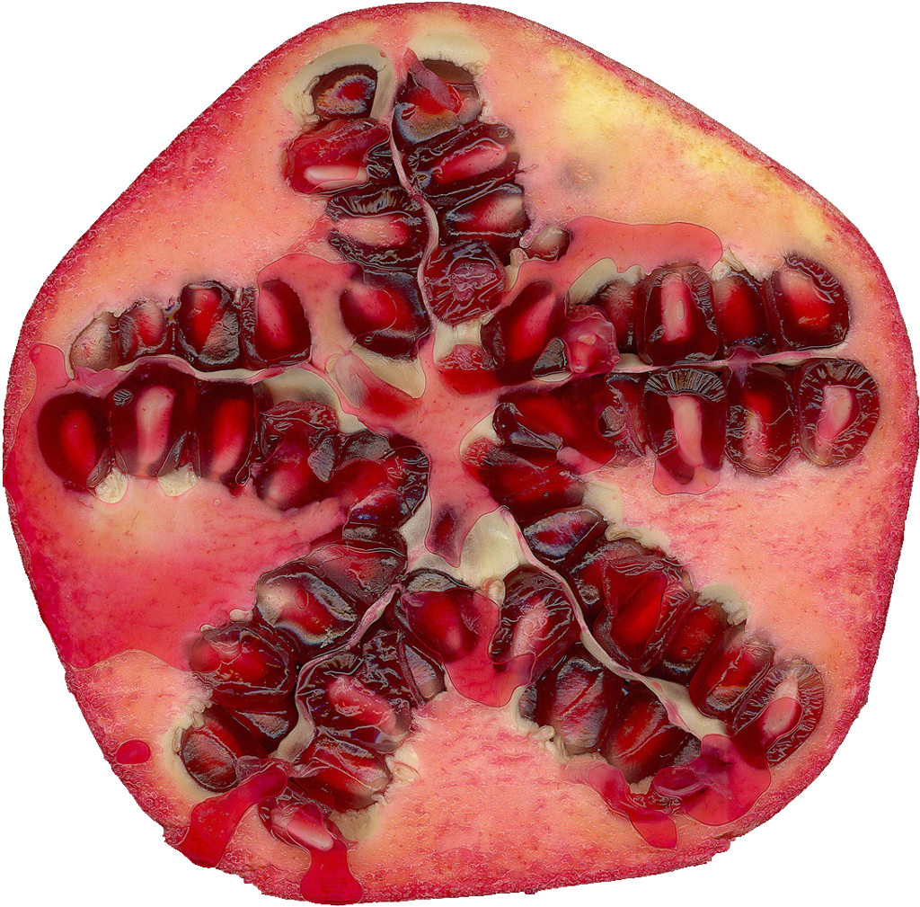 Qubodup Pomegranate Granatapfel - Digital Watercolor Pomegranate Tu B'shvat Greetings (1024x1024), Png Download