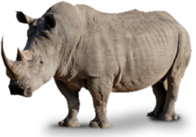 Rhino Png, Download Png Image With Transparent Background, - Rhinoceros (400x304), Png Download