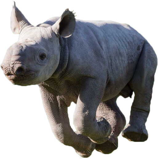 Animalblack Rhino - Black Rhinoceros (514x519), Png Download