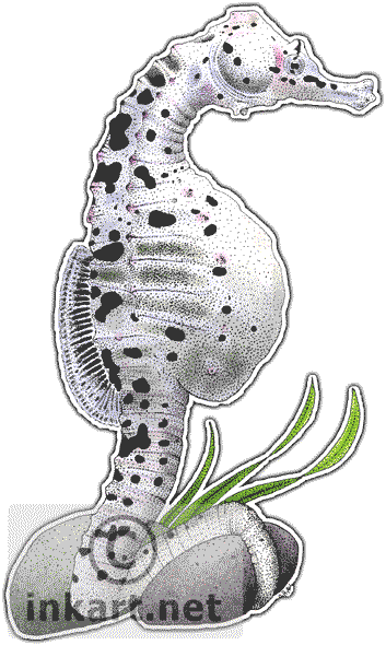 Big Belly Seahorse Png - Big Belly Seahorse Drawing (353x590), Png Download