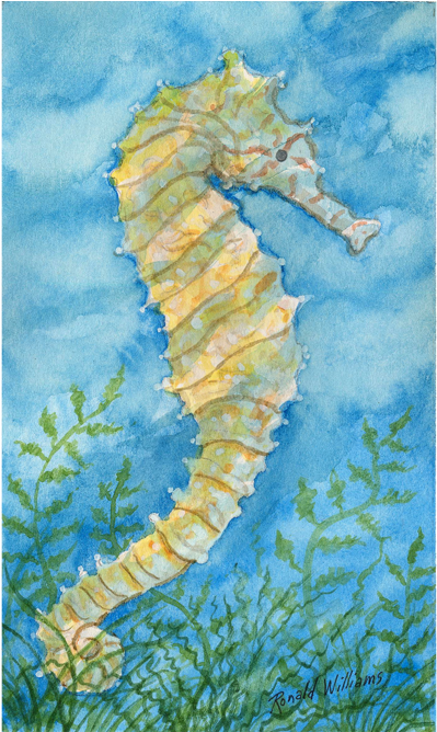 Seahorse (1000x667), Png Download