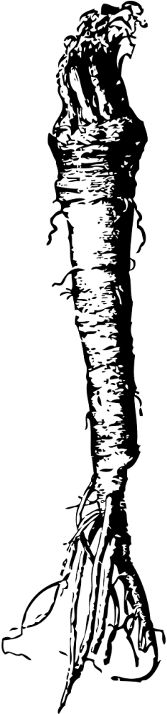 Horseradish Clipart (500x1000), Png Download
