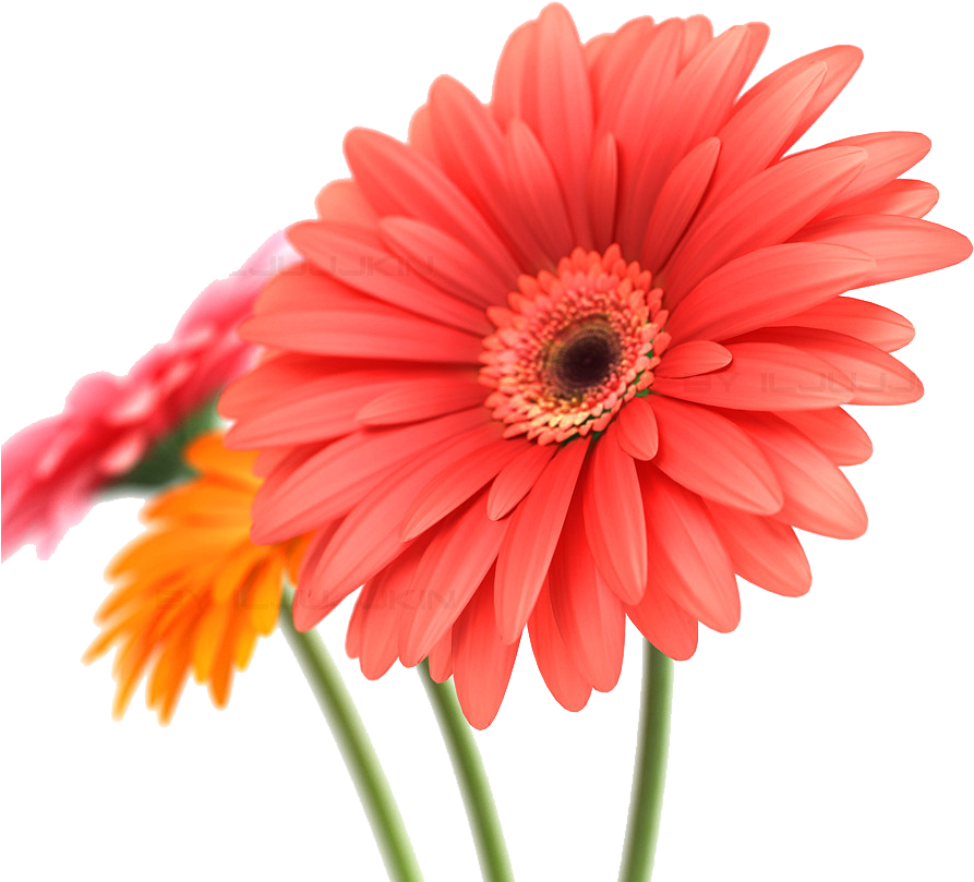 Daisy Transparent Background Download - Birthday Card For A Special Person (900x900), Png Download