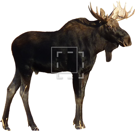 Parent Category - Buffalo White Background Free (450x450), Png Download