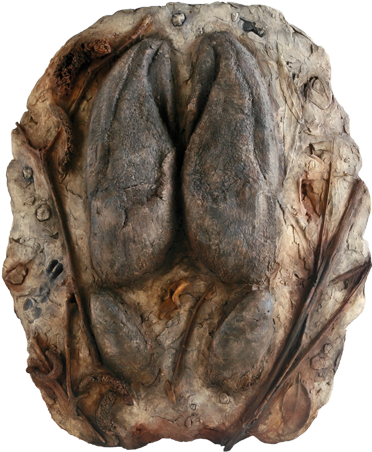 Home / Gifts & Souvenirs / Moose Track - Bronze Sculpture (468x480), Png Download