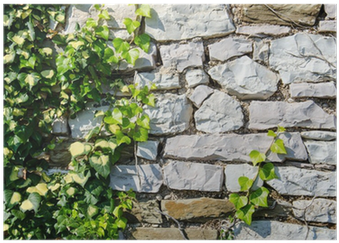 Green Background With Ivy Plants Covering Stone Wall - Wall (400x400), Png Download