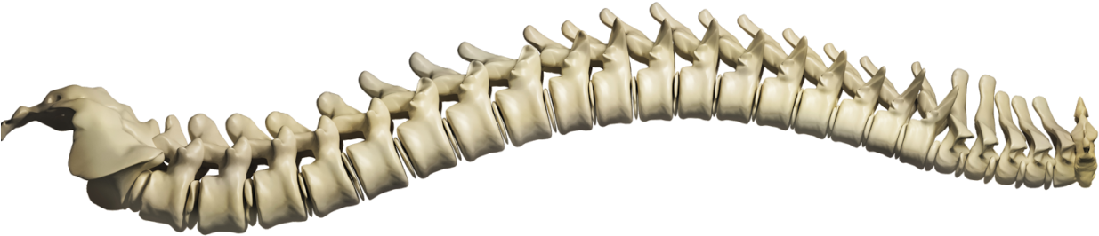 Spine Structure & Function - Chiropractic Abuse: An Insider's Lament [book] (1280x640), Png Download