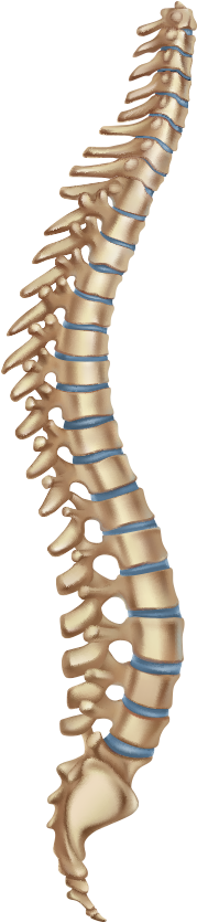 Sacral - Human Skeleton Spine (419x848), Png Download