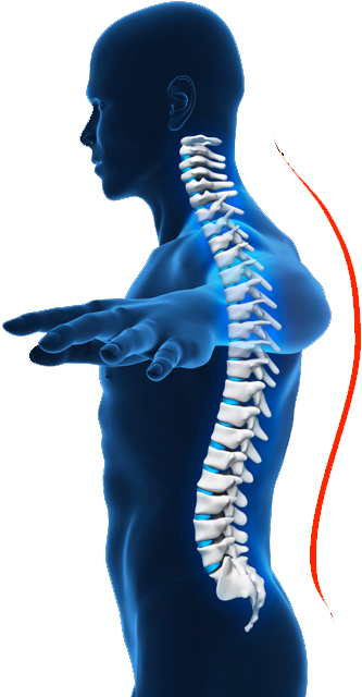 Spine - Squat (500x680), Png Download