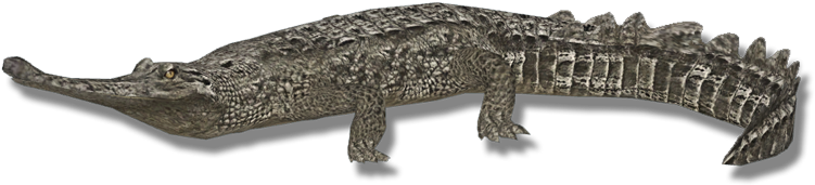Gharialindian Zerosvalmont - Indian Gharial Gharial R (750x750), Png Download