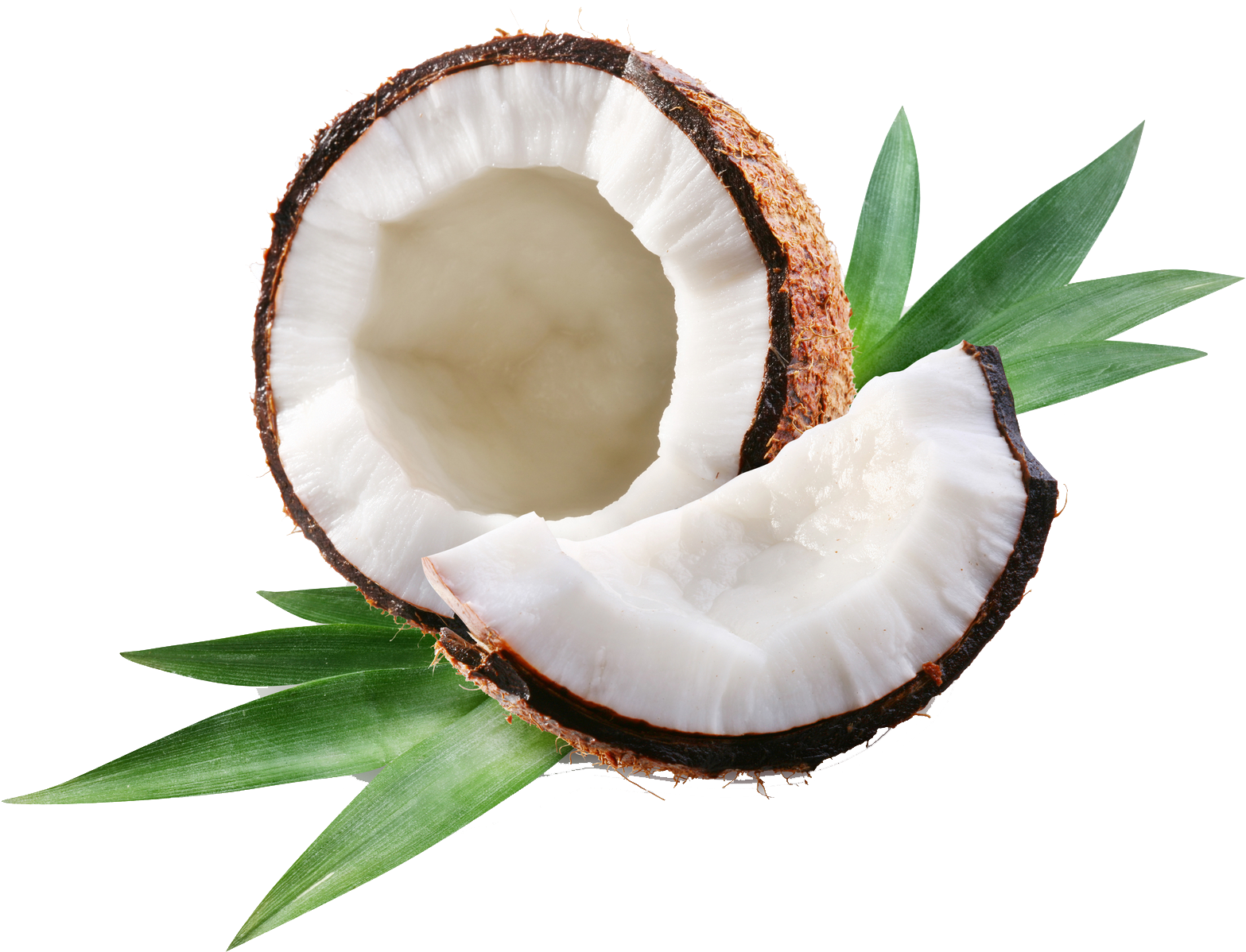 According To Our Ancient Scriptures, The Outer Part - Coconut Oil: Teach Me Everything I Need (1599x1251), Png Download