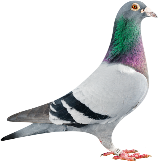 Nanteuil & Quivrain ~ 23rd August 2014 - Rock Dove (640x567), Png Download