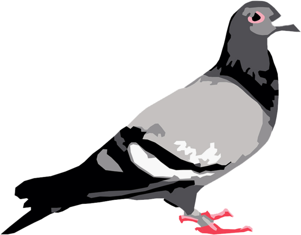 Staple Pigeon - Staple Pigeon Logo (1000x600), Png Download