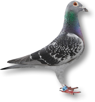 Pigeon2 - Pigeon Racing (380x408), Png Download