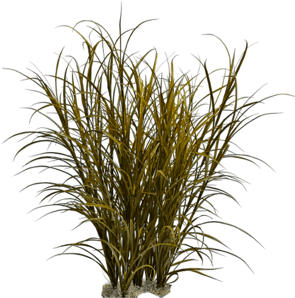 Ornamental Grass Png (1024x1024), Png Download