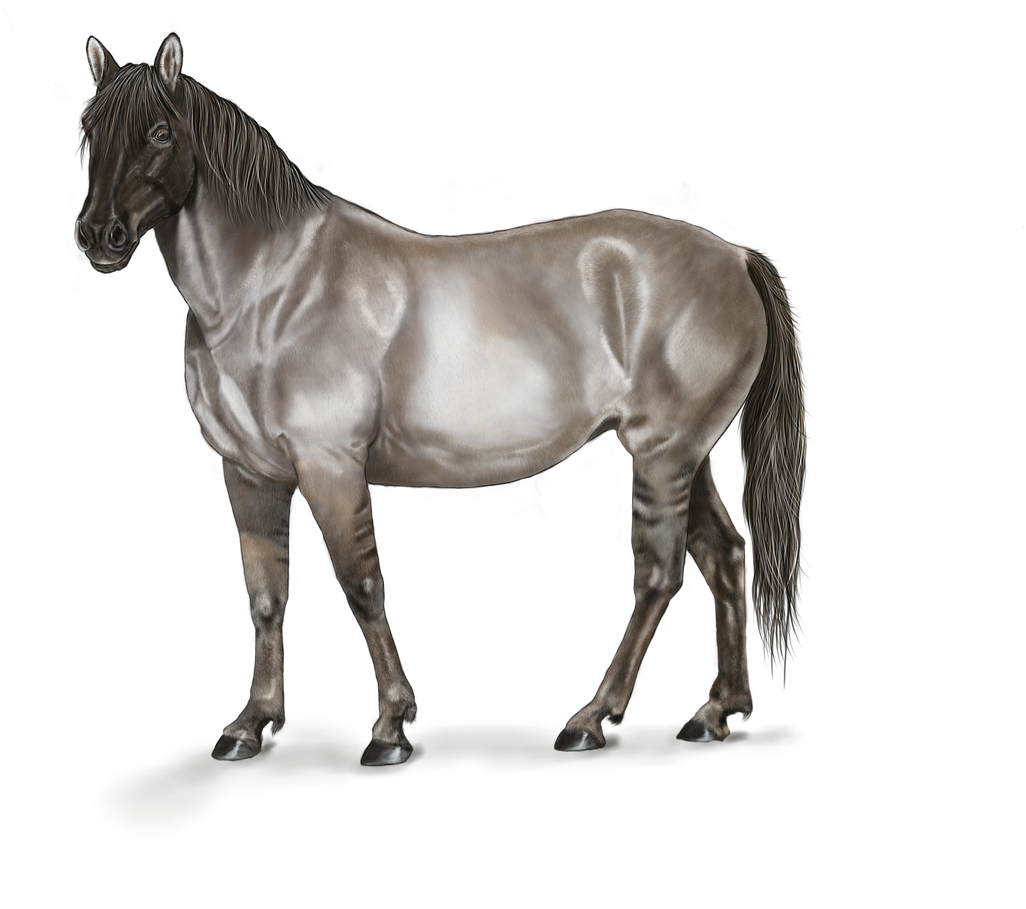 Horse Art Digital Artwork Png Image - Horse (1280x1163), Png Download