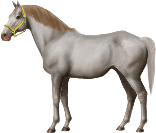Norfolk Trotter Stallion, No Red, Out Of Court Jester - Horse (640x509), Png Download