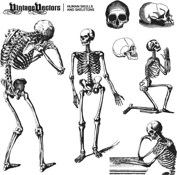 Human Skulls And Skeleton Vectors - Skeleton Vector Free Download (600x600), Png Download