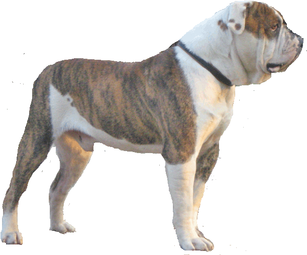 Download American Bulldog Alpha Blue Blood Bulldog Png Png Image With No Background Pngkey Com