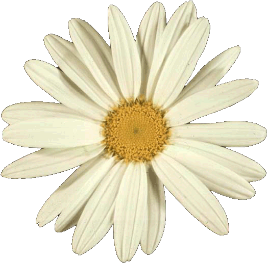 Many Flowers Have Numbers Of Petals That Correspond - Flower Golden Ratio In Nature (800x600), Png Download