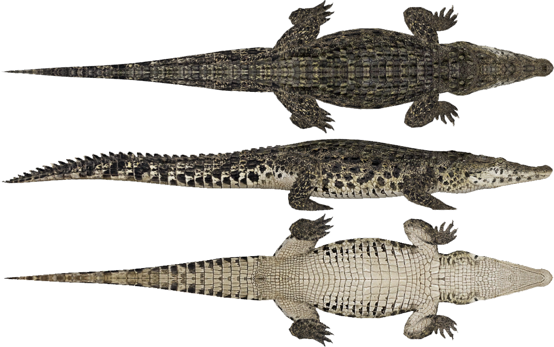 Crocodylia - Zoo Tycoon 2 Crocodile (1107x695), Png Download