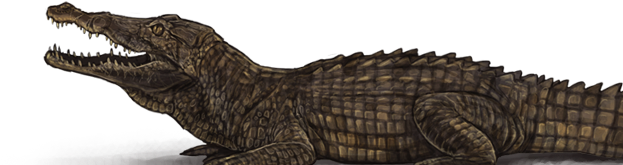 American Crocodile (640x500), Png Download