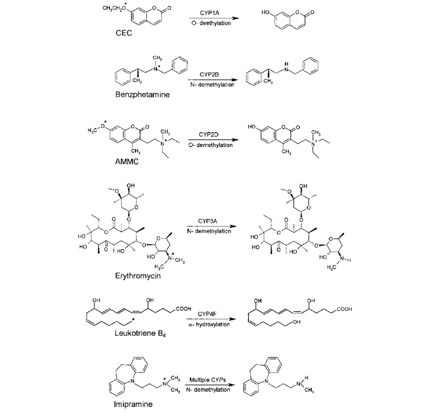 Chemical Structures Of Cyp450 Substrates Investigated - Cytochrome P450 (850x819), Png Download