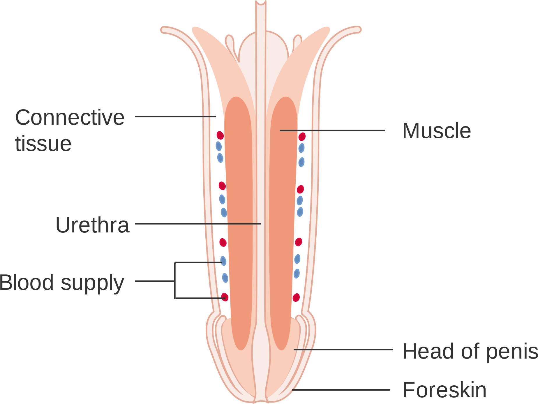 Open - Human Penis (2000x1632), Png Download