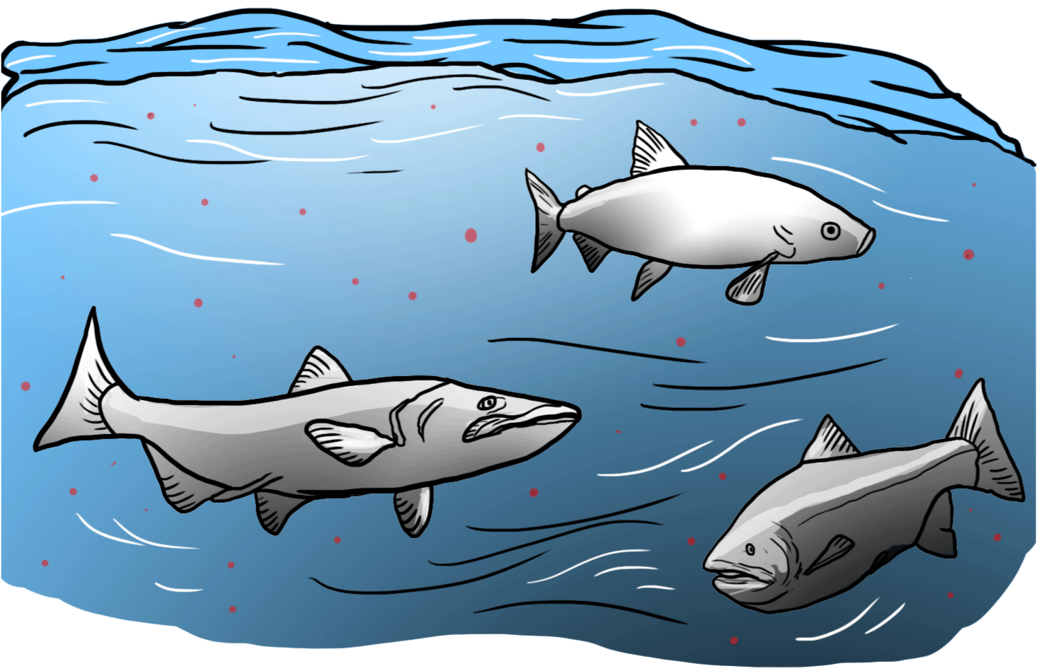 The Oil Industry Plays A Double Role In Mercury Pollution - Great White Shark (2000x950), Png Download