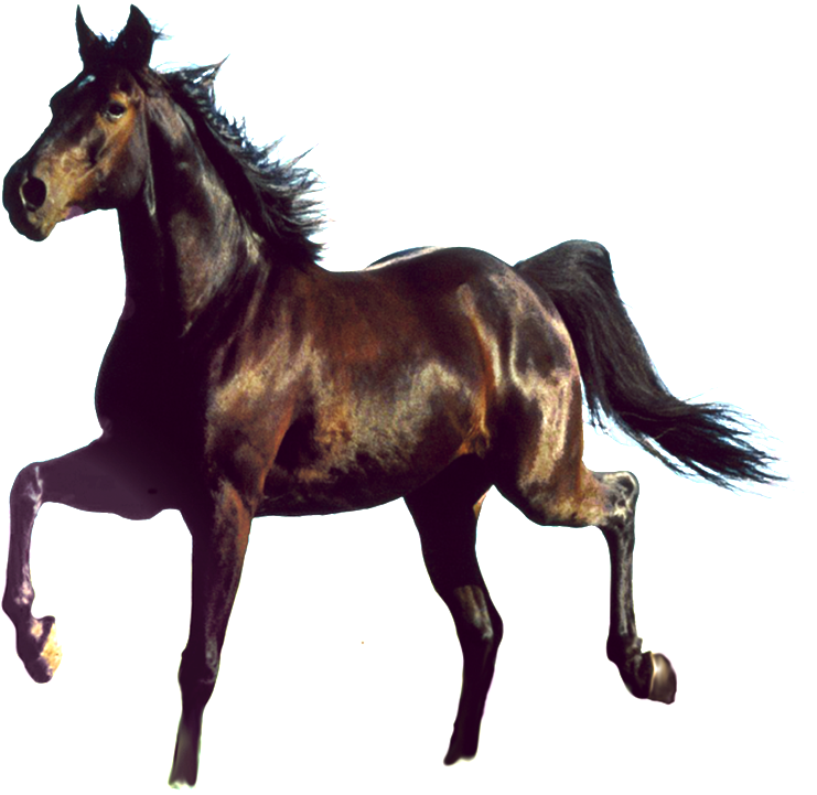 Aesthetically Beautiful Horse Png - Awesome Design Free Horse Picture Hard Case Cover For (1024x1024), Png Download