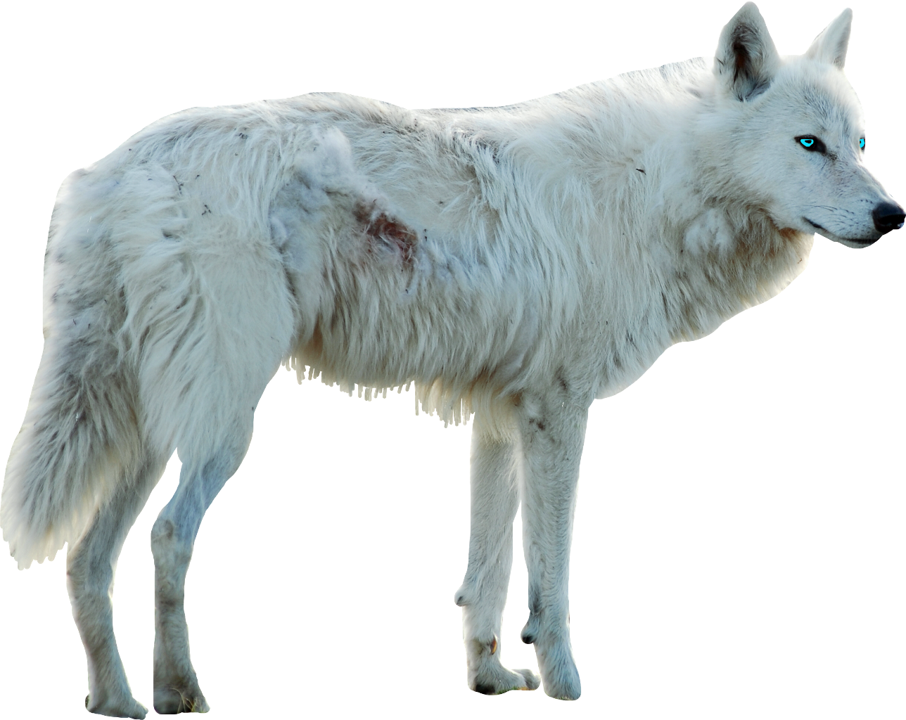 Wolf Whitewolf Dog Whitedog Blueeyes Myedit Freetoedit - Wolf (1288x1024), Png Download