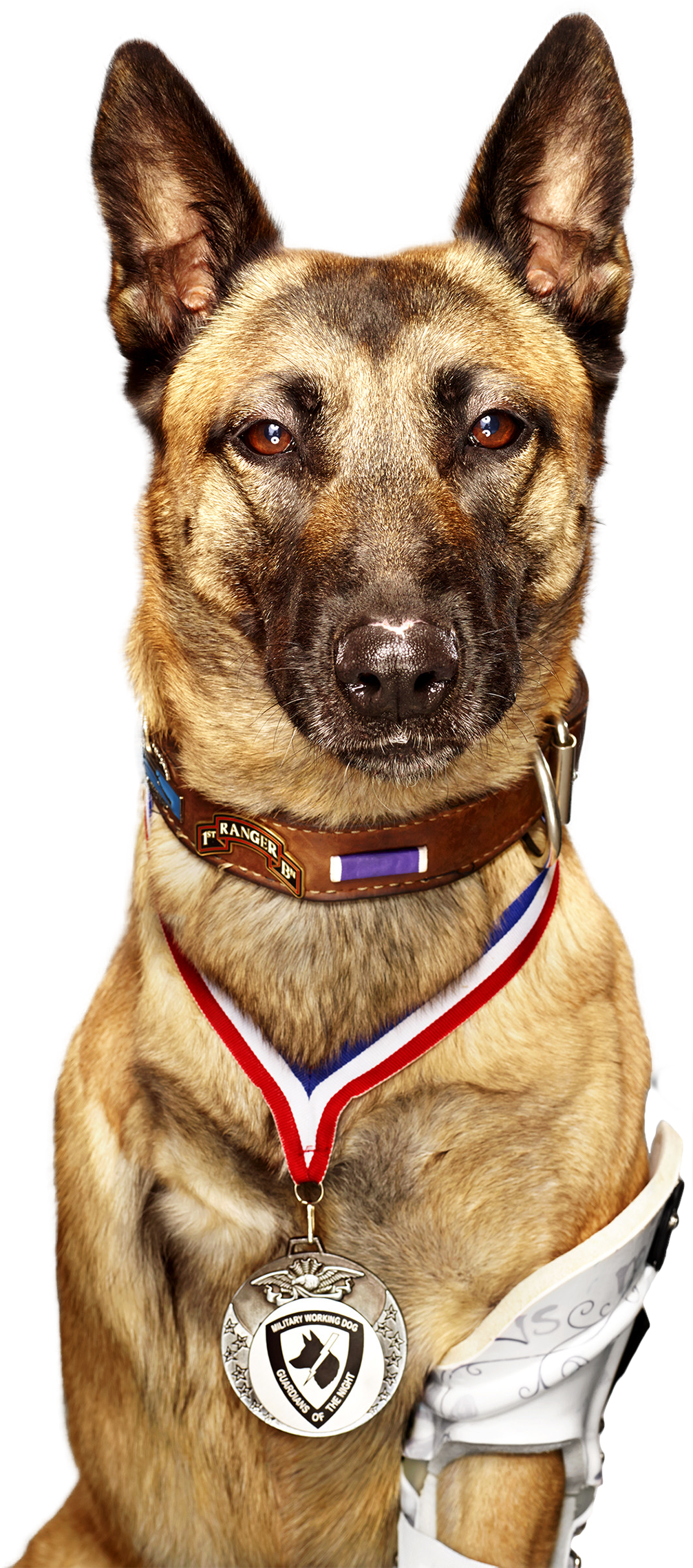 War Hero Dog Named Layka [1007 × 2279 - Paws Of Courage: True Tales Of Heroic Dogs That Protect (1007x2279), Png Download