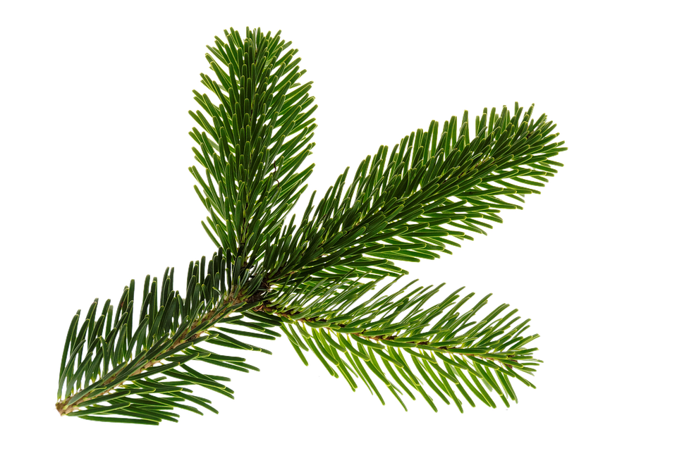 Branch, Nordmann, Green, Isolated, Christmas, Deco - Christmas Tree Branch Psd (960x640), Png Download