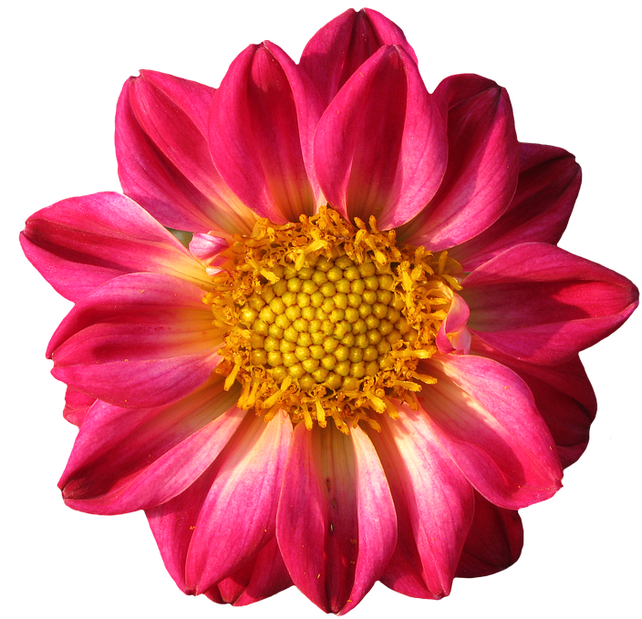 Pinterest Flower Cliparts 10, Buy Clip Art - Dahlia (960x720), Png Download