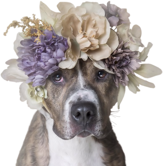 Dog (600x606), Png Download