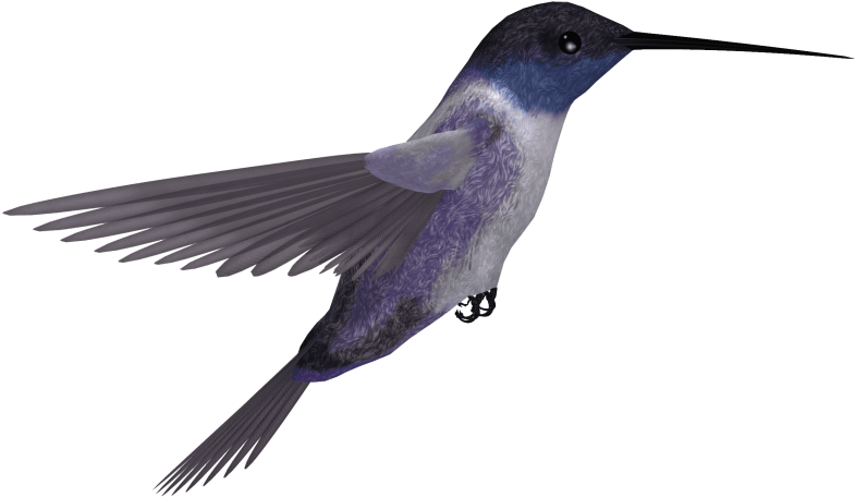 Best Hummingbird Png - Rufous Hummingbird (850x581), Png Download