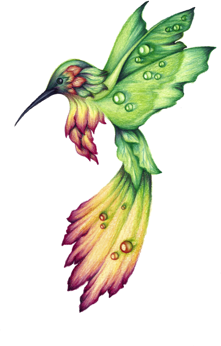 Habitat Drawing Hummingbird Clipart Free - Hummingbird Drawing (816x1264), Png Download