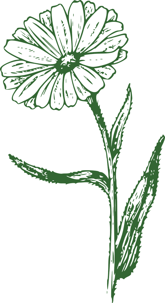 Black And White Marigold Png (696x1280), Png Download